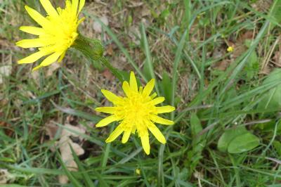 <i>Scorzonera humilis</i>