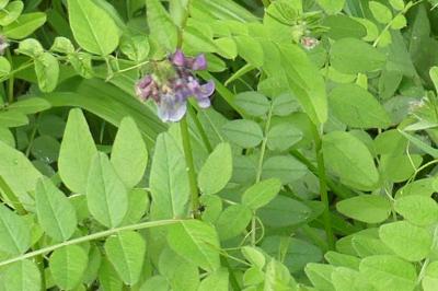 <i>Vicia sepium</i>