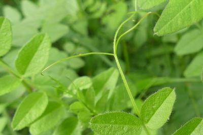 <i>Vicia sepium</i>