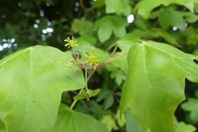 <i>Acer campestre</i>