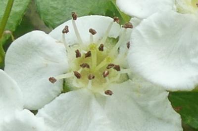 <i>Crataegus laevigata</i>