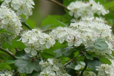 <i>Crataegus monogyna</i>