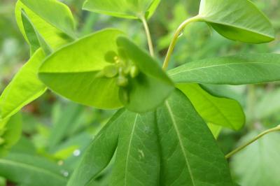 <i>Euphorbia dulcis</i>