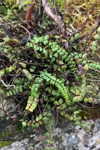 <i>Asplenium trichomanes</i>