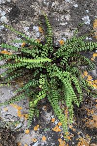 <i>Asplenium trichomanes</i>
