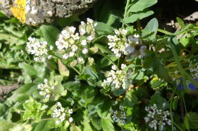 <i>Microthlaspi perfoliatum</i>
