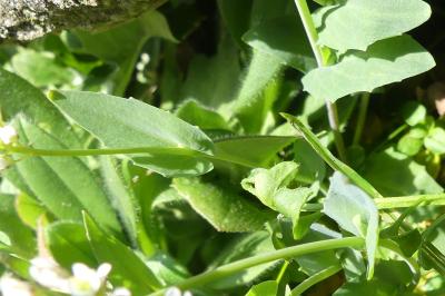 <i>Microthlaspi perfoliatum</i>