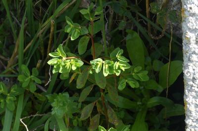 <i>Euphorbia peplus</i>