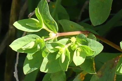 <i>Euphorbia peplus</i>