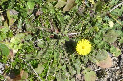 <i>Crepis sancta</i>