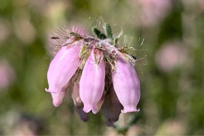 <i>Erica tetralix</i>
