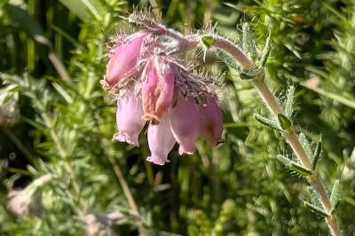 <i>Erica tetralix</i>