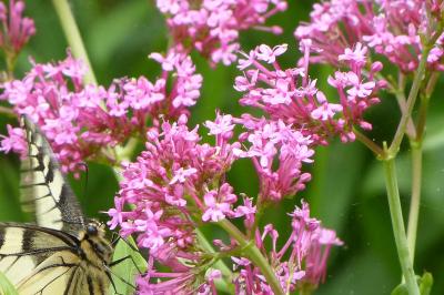 Centranthus ruber