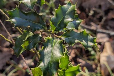 <i>Ilex aquifolium</i>