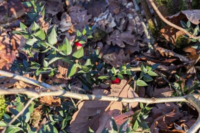 <i>Ruscus aculeatus</i>