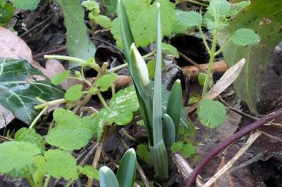 <i>Galanthus nivalis</i>