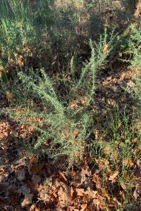 <i>Ulex europaeus</i>