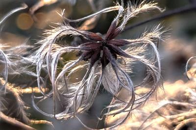 <i>Clematis vitalba</i>