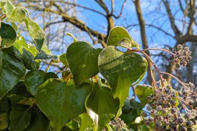 <i>Hedera helix</i>