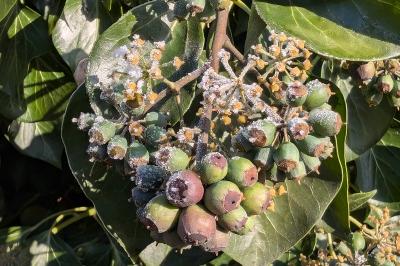 <i>Hedera helix</i>