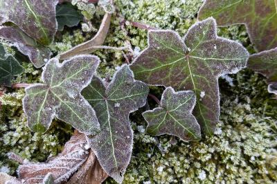 <i>Hedera helix</i>