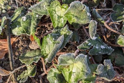 <i>Cyclamen hederifolium</i>