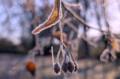 <i>Tilia</i>