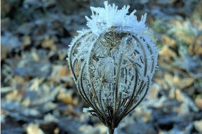 <i>Daucus carota</i>