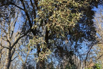 <i>Quercus ilex</i>
