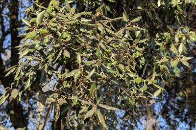 <i>Quercus ilex</i>