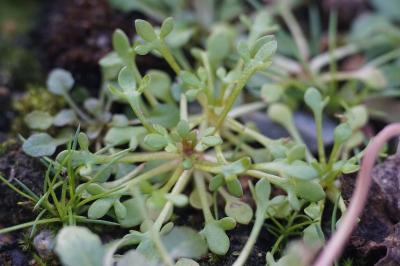 <i>Saxifraga tridactylites</i>