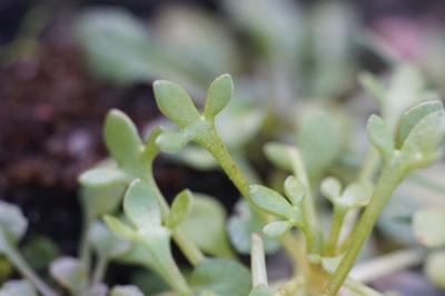 <i>Saxifraga tridactylites</i>
