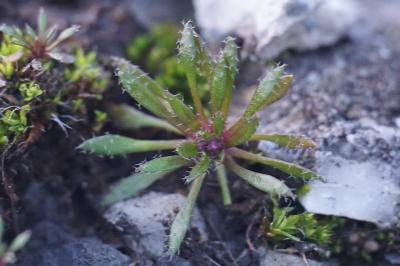 <i>Draba verna</i>