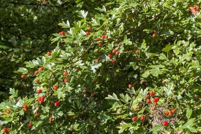 <i>Crataegus monogyna</i>