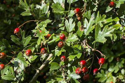 <i>Crataegus monogyna</i>