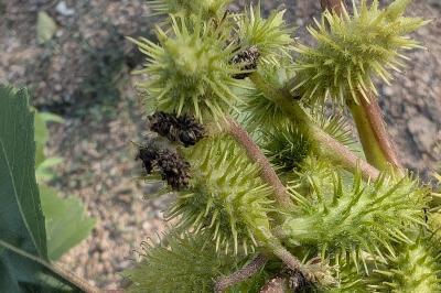 <i>Xanthium orientale</i>