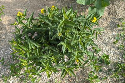 <i>Lysimachia vulgaris</i>