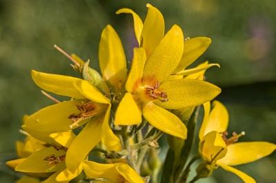 <i>Lysimachia vulgaris</i>