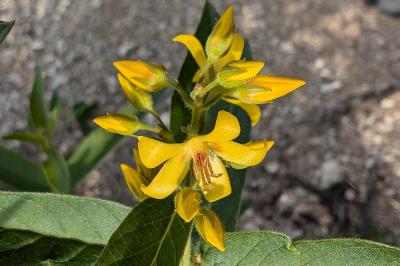 <i>Lysimachia vulgaris</i>