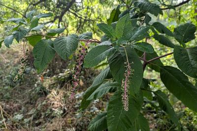 <i>Phytolacca americana</i>