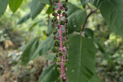<i>Phytolacca americana</i>