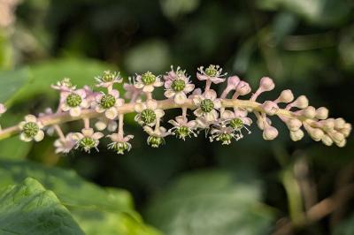 <i>Phytolacca americana</i>