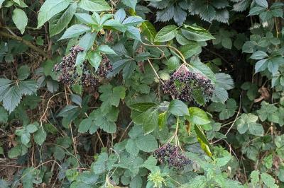 <i>Sambucus nigra</i>