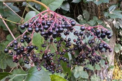 <i>Sambucus nigra</i>