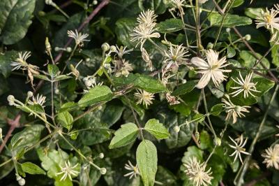 <i>Clematis vitalba</i>