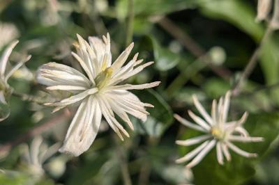 <i>Clematis vitalba</i>
