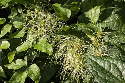 <i>Clematis vitalba</i>