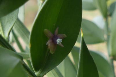 <i>Ruscus aculeatus</i>