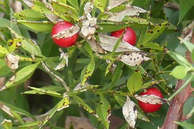 <i>Ruscus aculeatus</i>