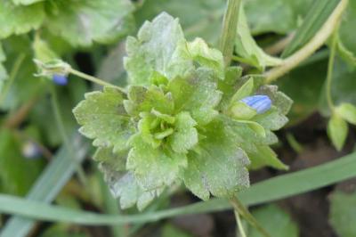 <i>Veronica persica</i>
